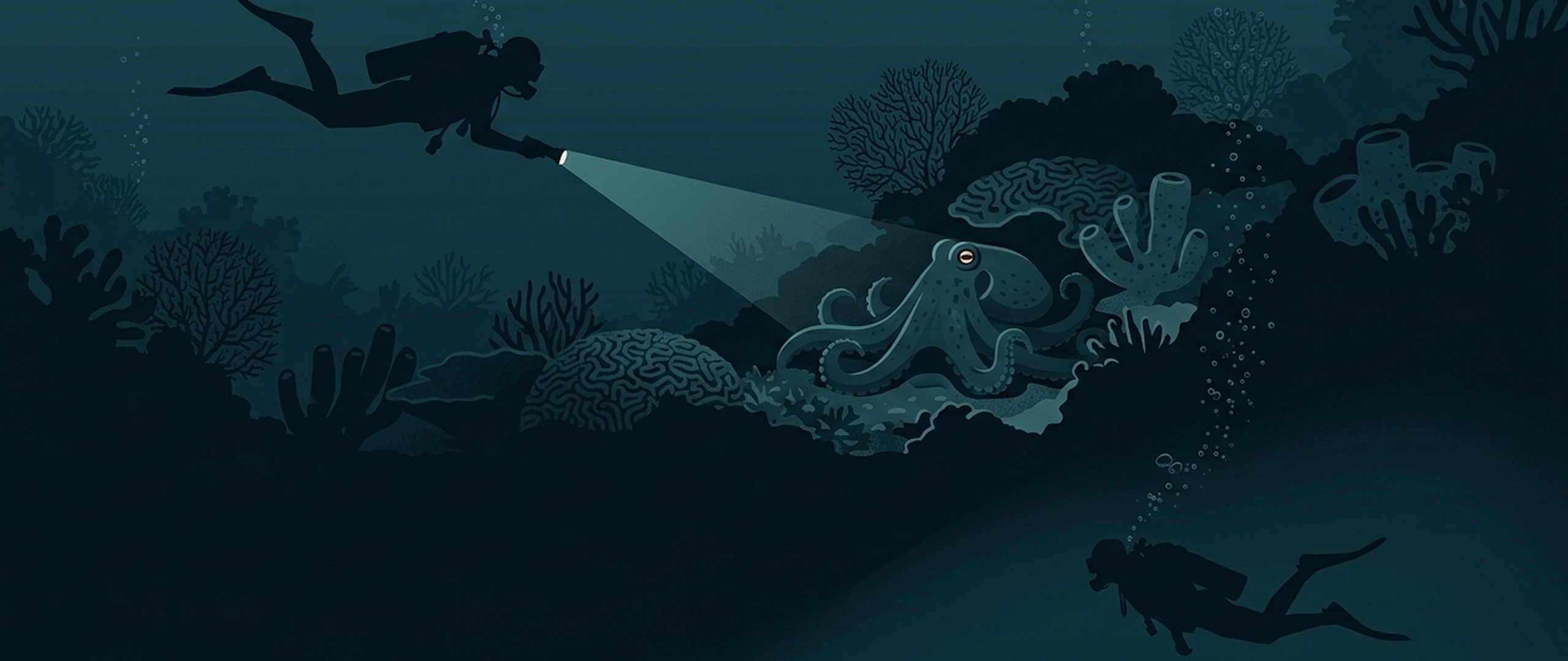 夜潜的插图,手电筒光束照亮了礁石上的生物