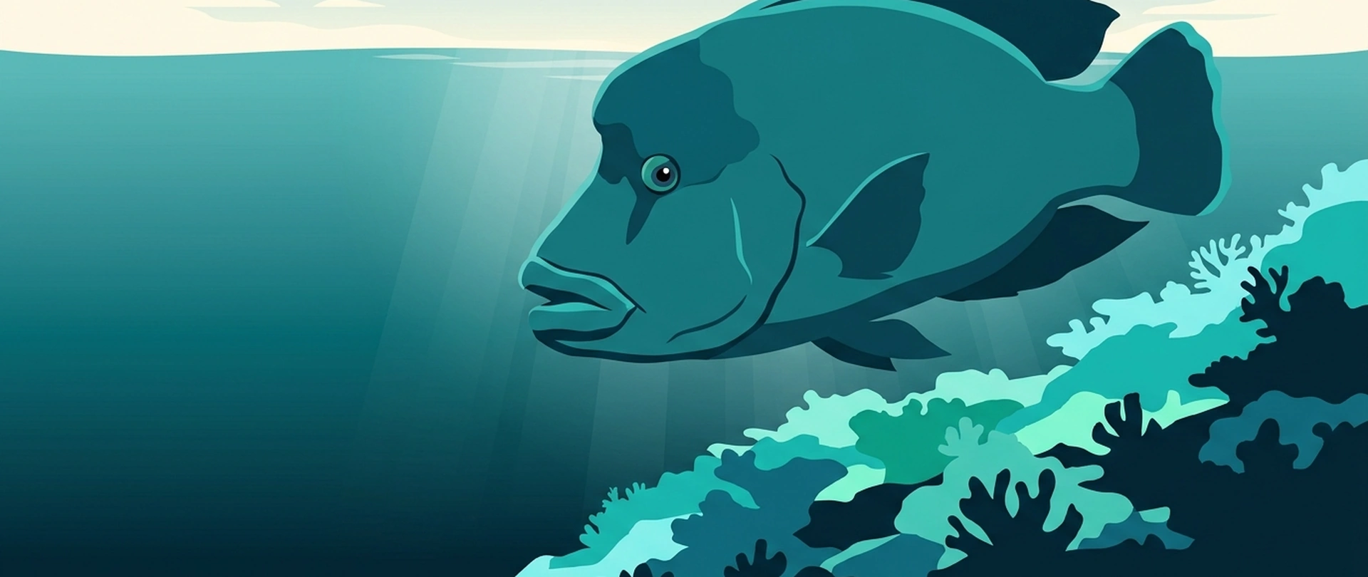 Illustration of a large Napoleon wrasse over a reef slope