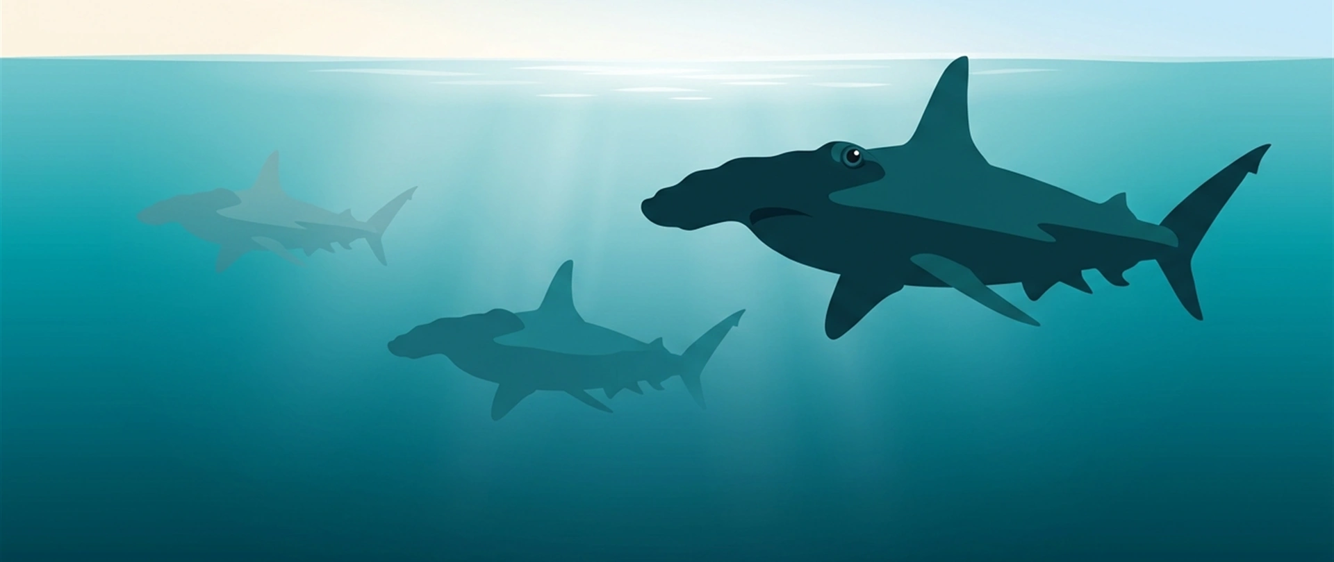 Illustration of three hammerhead sharks in open water at different distances